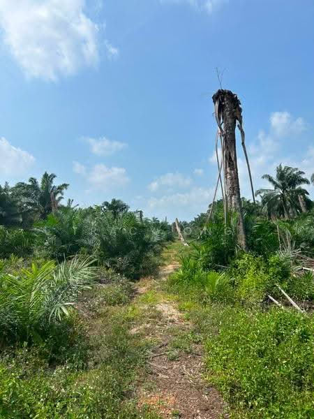 Tanah Pertanian untuk Dijual di Pontian (Johor) - Tracy Ong - Exterior - PropertyGuru.com.my