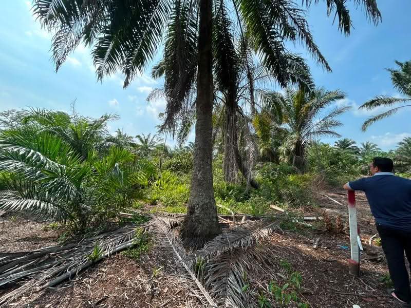 Tanah Pertanian untuk Dijual di Pontian (Johor) - Tracy Ong - Exterior - PropertyGuru.com.my