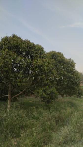Agricultural Land for Sale in Simpang Pertang (Negeri Sembilan) - Kelly Wai - Garden - PropertyGuru.com.my