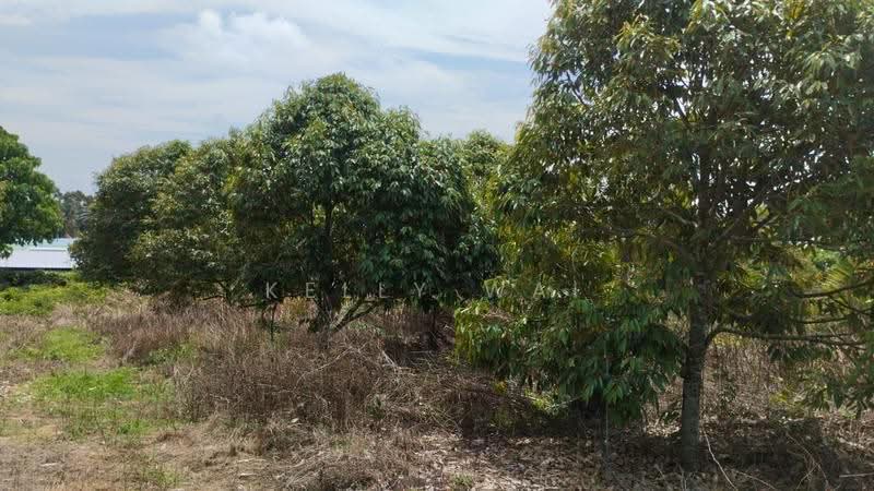 Agricultural Land for Sale in Simpang Pertang (Negeri Sembilan) - Kelly Wai - Garden - PropertyGuru.com.my