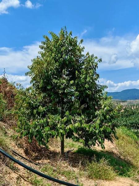Agricultural Land for Sale in Sungai Siput (Perak) - Cherie Chong - PropertyGuru.com.my