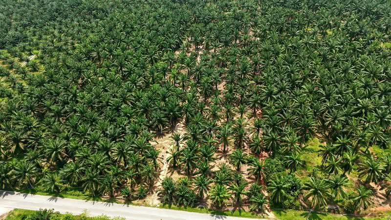 Agricultural Land for Sale in Jalong Tinggi (Sungai Siput) - Cherie Chong - PropertyGuru.com.my
