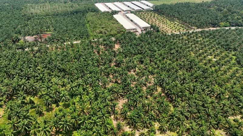 Agricultural Land for Sale in Jalong Tinggi (Sungai Siput) - Cherie Chong - PropertyGuru.com.my