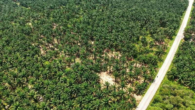 Agricultural Land for Sale in Jalong Tinggi (Sungai Siput) - Cherie Chong - PropertyGuru.com.my