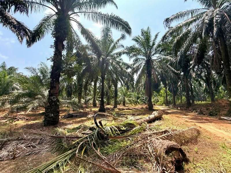 Agricultural Land for Sale in Jalong Tinggi (Sungai Siput) - Cherie Chong - PropertyGuru.com.my