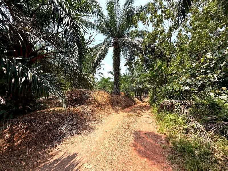 Agricultural Land for Sale in Jalong Tinggi (Sungai Siput) - Cherie Chong - PropertyGuru.com.my