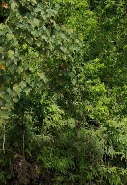 Industrial Land for Sale in Tanjung Malim (Perak) - David Tang - PropertyGuru.com.my