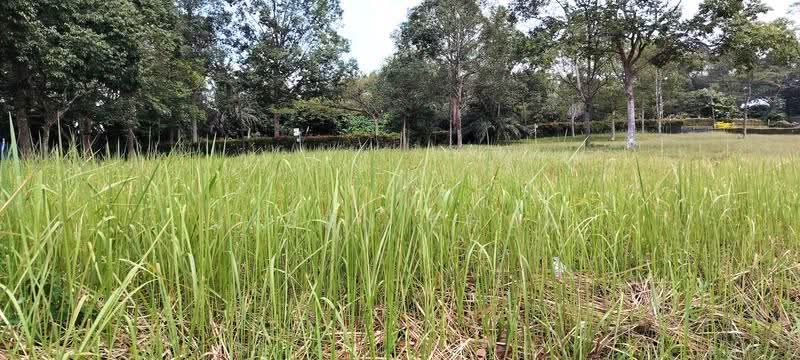 Residential Land for Sale in Leisure Farm (Gelang Patah) - Jason Chua - Exterior - PropertyGuru.com.my