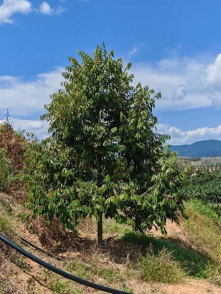 Agricultural Land for Sale in Sungai Siput (Perak) - Gary Tang - Exterior - PropertyGuru.com.my