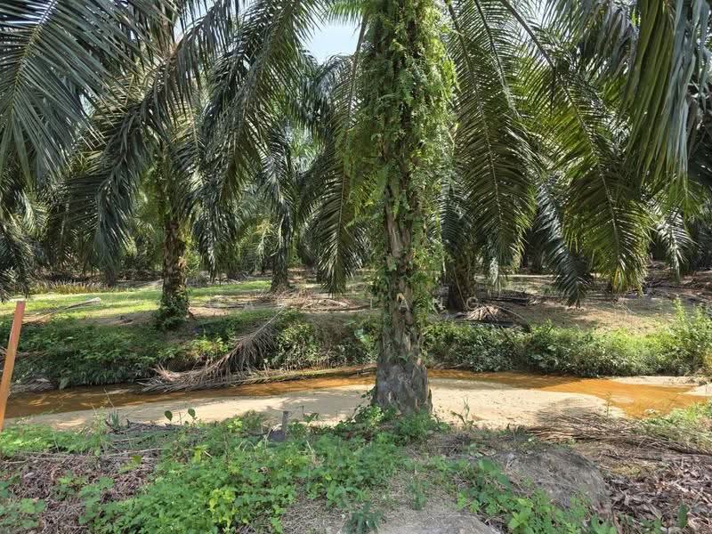 Agricultural Land for Sale in Sungai Siput (Perak) - Gary Tang - Garden - PropertyGuru.com.my