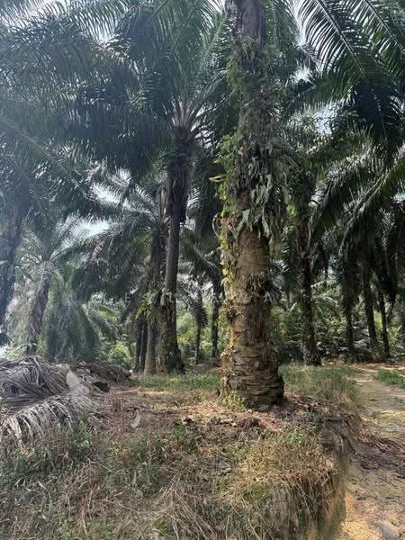 Tanah Pertanian untuk Dijual di Johor Bahru (Johor) - Kelly Wai - Exterior - PropertyGuru.com.my
