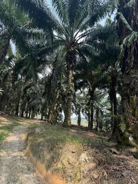 Tanah Pertanian untuk Dijual di Johor Bahru (Johor) - Kelly Wai - Exterior - PropertyGuru.com.my