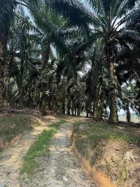 Tanah Pertanian untuk Dijual di Johor Bahru (Johor) - Kelly Wai - Exterior - PropertyGuru.com.my