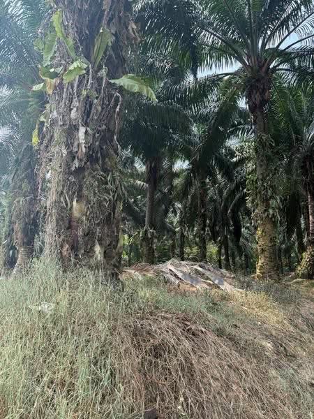 Tanah Pertanian untuk Dijual di Johor Bahru (Johor) - Kelly Wai - Exterior - PropertyGuru.com.my