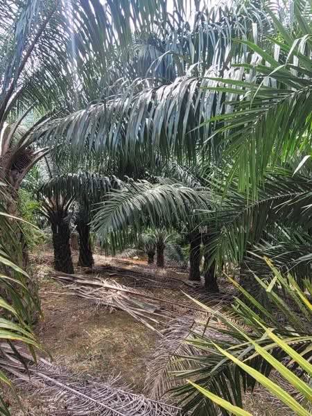 Agricultural Land for Sale in Gua Musang (Kelantan) - Izzat Azman - Exterior - PropertyGuru.com.my