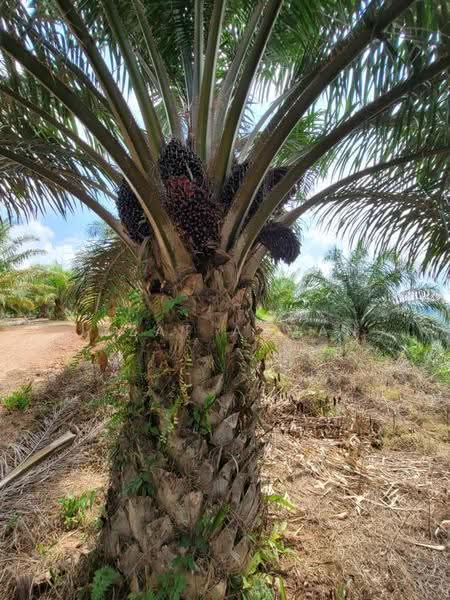 Agricultural Land for Sale in Gua Musang (Kelantan) - Izzat Azman - PropertyGuru.com.my