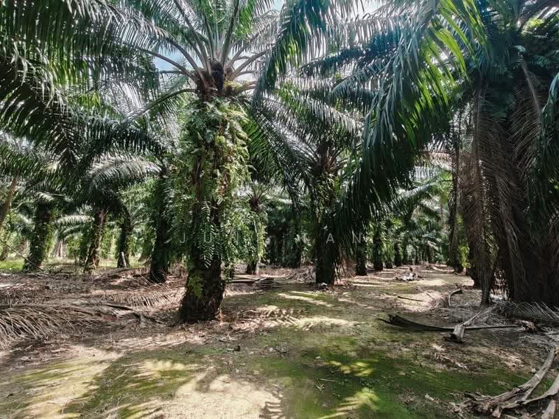 Tanah Pertanian untuk Dijual di Kukup (Johor) - June Tan - PropertyGuru.com.my