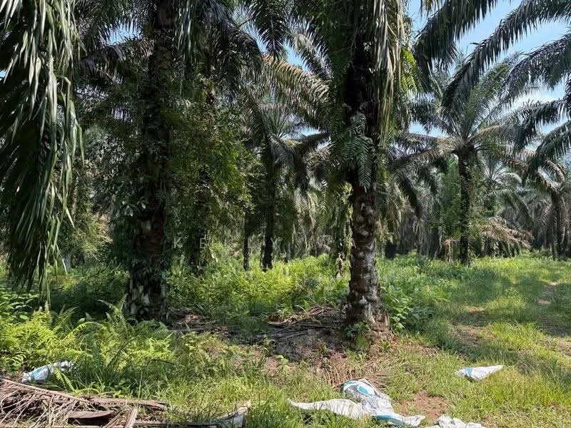 Tanah Pertanian untuk Dijual di Kulai (Johor) - Kelly Wai - Garden - PropertyGuru.com.my