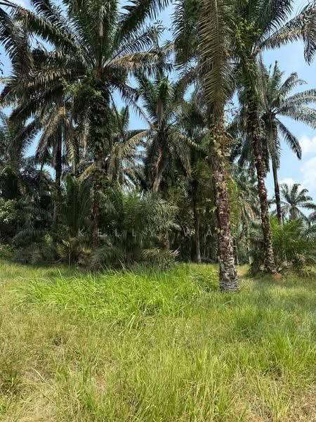 Tanah Pertanian untuk Dijual di Kulai (Johor) - Kelly Wai - Garden - PropertyGuru.com.my