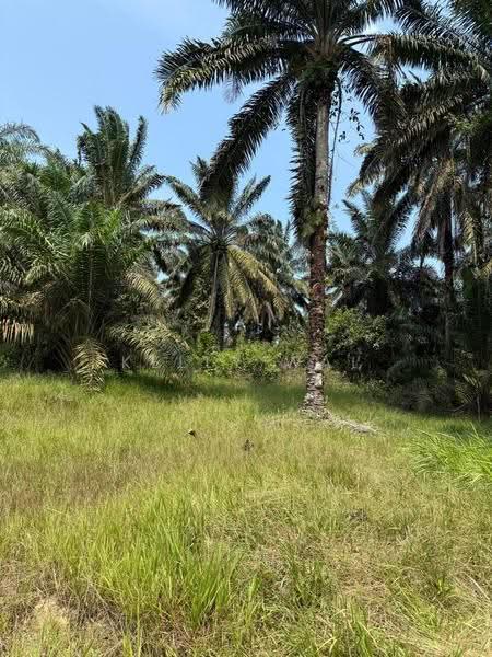 Tanah Pertanian untuk Dijual di Kulai (Johor) - Kelly Wai - Garden - PropertyGuru.com.my