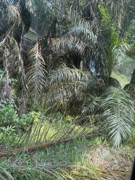 Tanah Pertanian untuk Dijual di Kulai (Johor) - Kelly Wai - Exterior - PropertyGuru.com.my