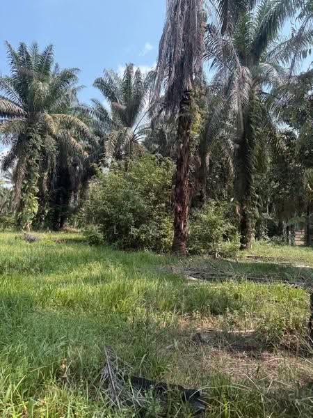 Tanah Pertanian untuk Dijual di Kulai (Johor) - Kelly Wai - Exterior - PropertyGuru.com.my