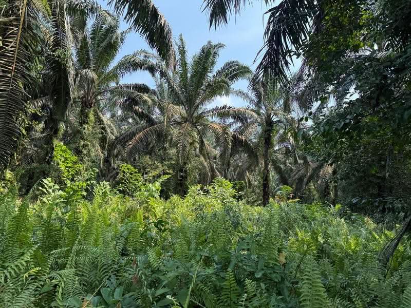 Tanah Pertanian untuk Dijual di Kulai (Johor) - Kelly Wai - Garden - PropertyGuru.com.my