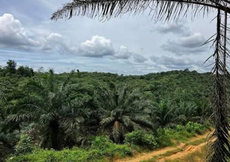 Agricultural Land for Rent in Bagan Serai (Perak) - Race Phua - Exterior - PropertyGuru.com.my