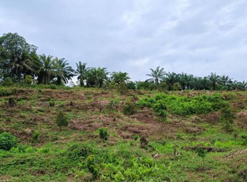 Agricultural Land for Rent in Bagan Serai (Perak) - Race Phua - Exterior - PropertyGuru.com.my