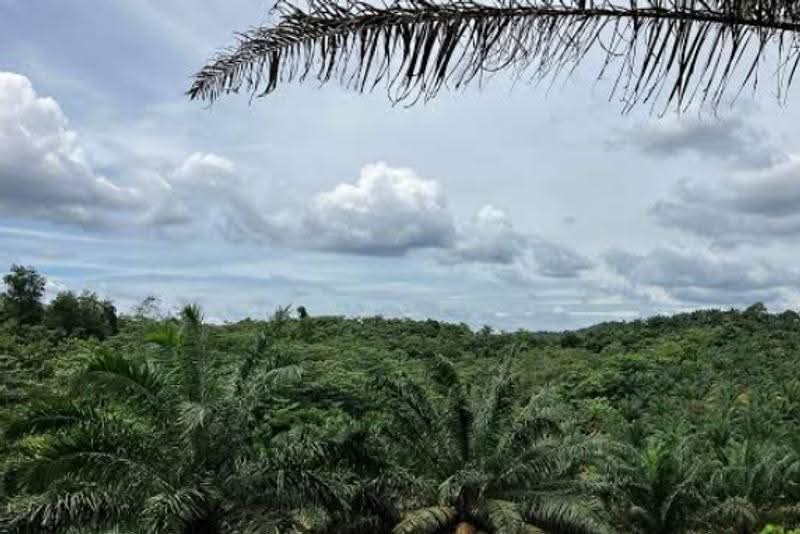Agricultural Land for Rent in Bagan Serai (Perak) - Race Phua - Exterior - PropertyGuru.com.my