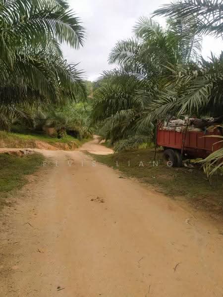 Agricultural Land for Sale in Kerian (Perak) - Elvis Liang - PropertyGuru.com.my