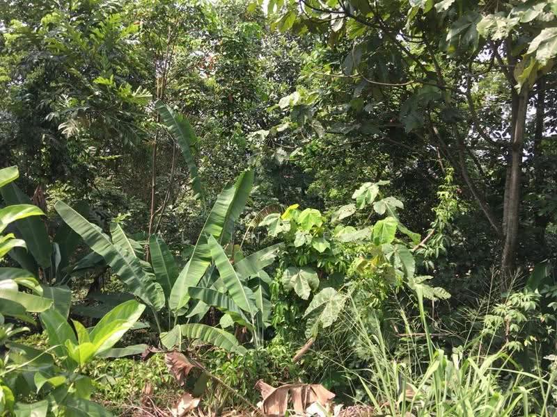 Tanah Kediaman untuk Dijual di Seksyen 5 (Petaling Jaya) - Alvin Seah - Garden - PropertyGuru.com.my
