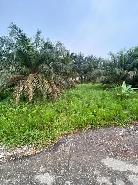 Tanah Pertanian untuk Dijual di Kulai (Johor) - Kelly Wai - Garden - PropertyGuru.com.my