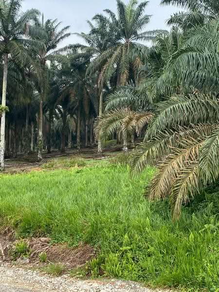 Tanah Pertanian untuk Dijual di Kulai (Johor) - Kelly Wai - Exterior - PropertyGuru.com.my