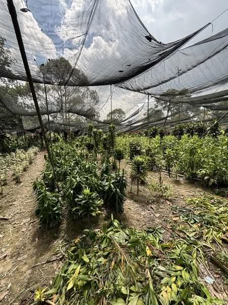 Agricultural Land for Sale in Kampung Sri Broga (Semenyih) - Alvin Seah - Garden - PropertyGuru.com.my