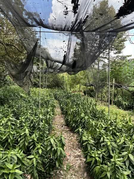 Agricultural Land for Sale in Kampung Sri Broga (Semenyih) - Alvin Seah - Garden - PropertyGuru.com.my