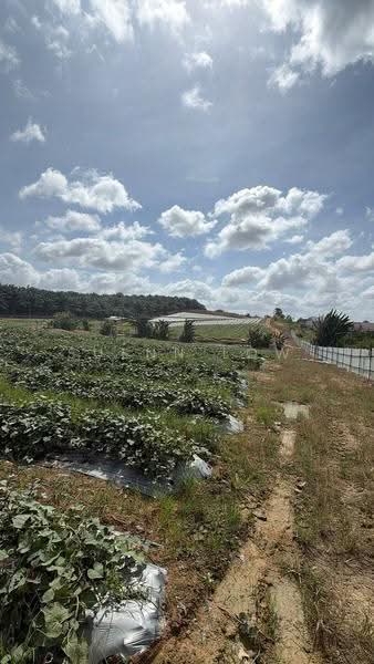 Tanah Pertanian untuk Dijual di Senai (Johor) - Suenn Low - Exterior - PropertyGuru.com.my