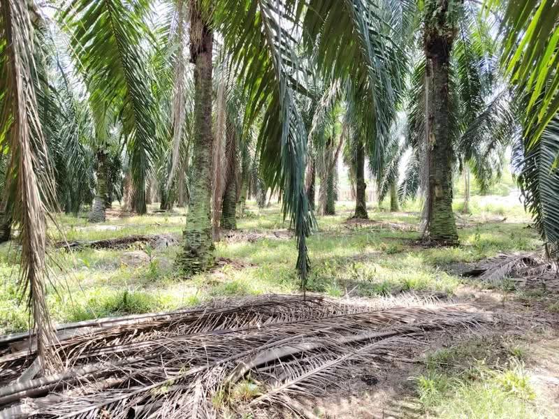 Agricultural Land for Sale in Jeram (Selangor) - Chloe Tan - PropertyGuru.com.my