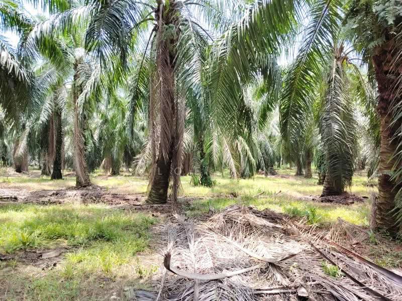 Agricultural Land for Sale in Jeram (Selangor) - Chloe Tan - PropertyGuru.com.my