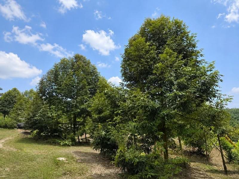 Tanah Pertanian untuk Dijual di Semangar (Kota Tinggi) - Jocelyn Lee - Garden - PropertyGuru.com.my
