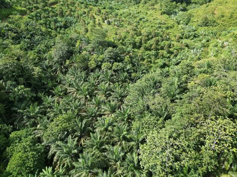 Agricultural Land for Sale in Sungai Siput (Perak) - Derrick Ng - PropertyGuru.com.my