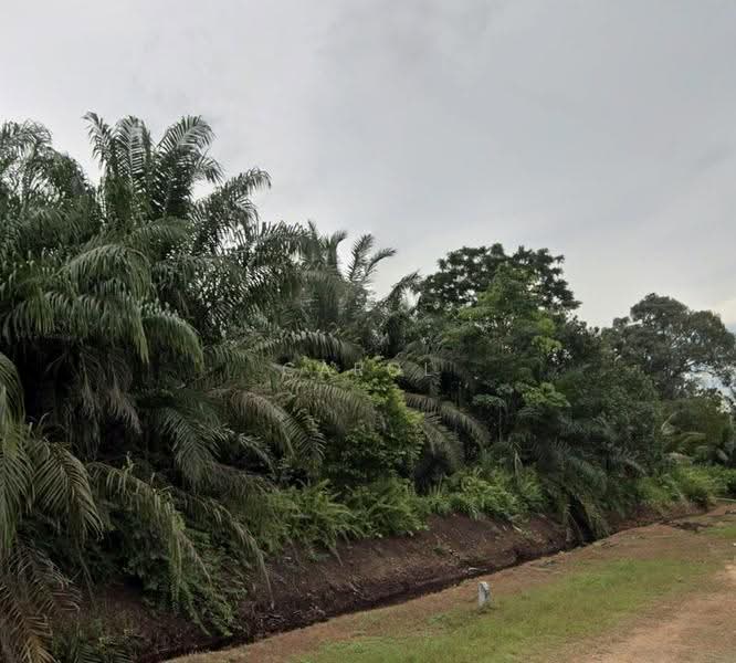 Tanah Pertanian untuk Dijual di Pontian Besar (Pontian) - Carol Tan - Exterior - PropertyGuru.com.my