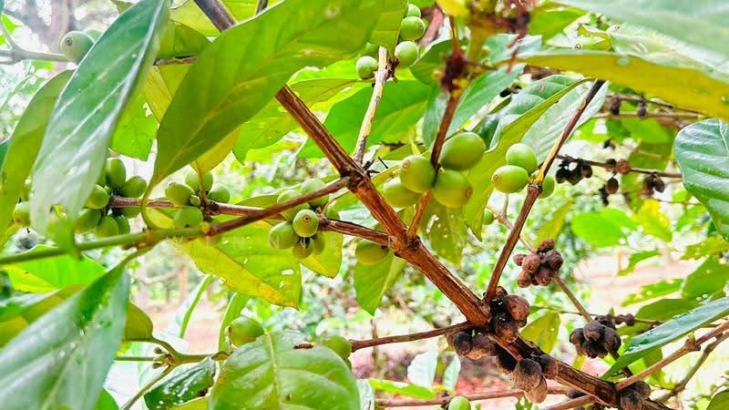 Agricultural Land for Sale in Paya Dalam (Bukit Lintang) - Phang Seow Ling - PropertyGuru.com.my