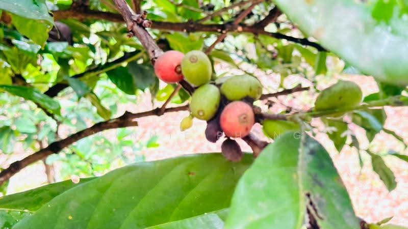 Agricultural Land for Sale in Paya Dalam (Bukit Lintang) - Phang Seow Ling - PropertyGuru.com.my