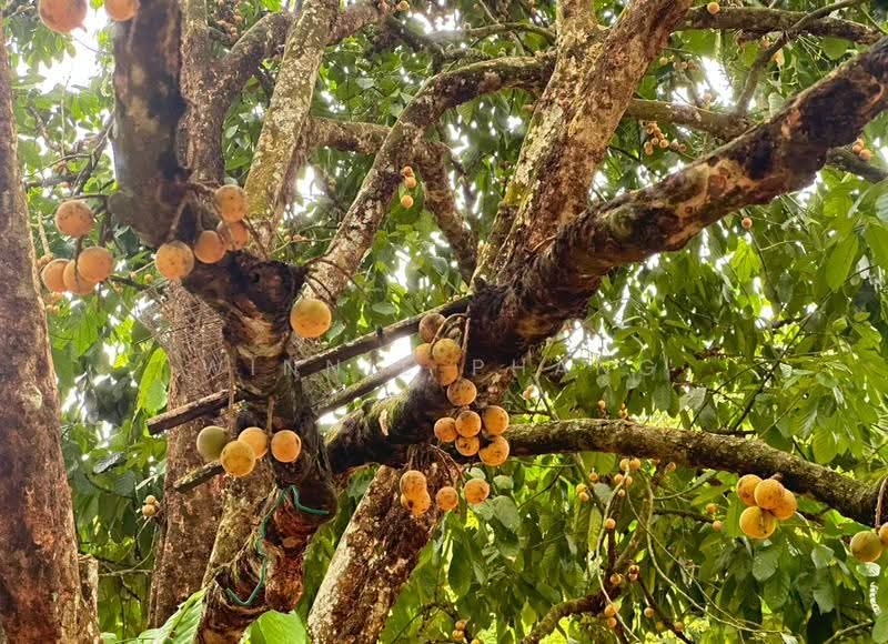 Agricultural Land for Sale in Paya Dalam (Bukit Lintang) - Phang Seow Ling - PropertyGuru.com.my