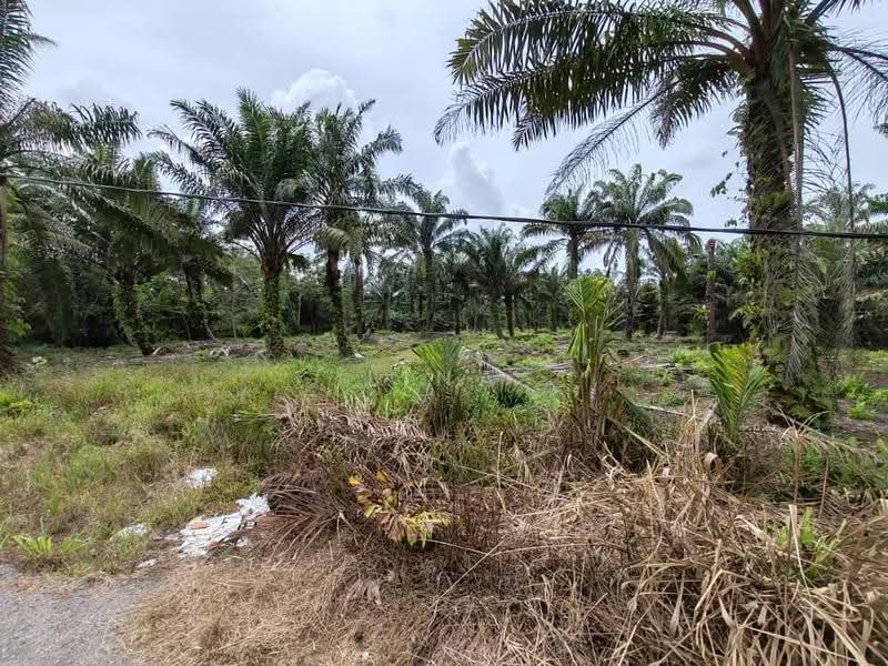 Agricultural Land for Sale in Pontian (Johor) - Lina Kong - Exterior - PropertyGuru.com.my