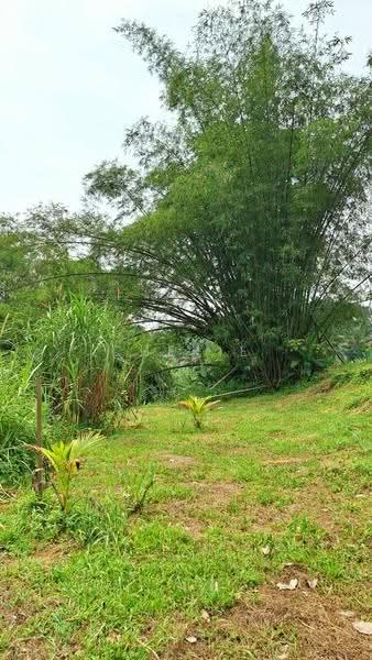 Agricultural Land for Sale in Bidor (Perak) - Cherie Chong - PropertyGuru.com.my