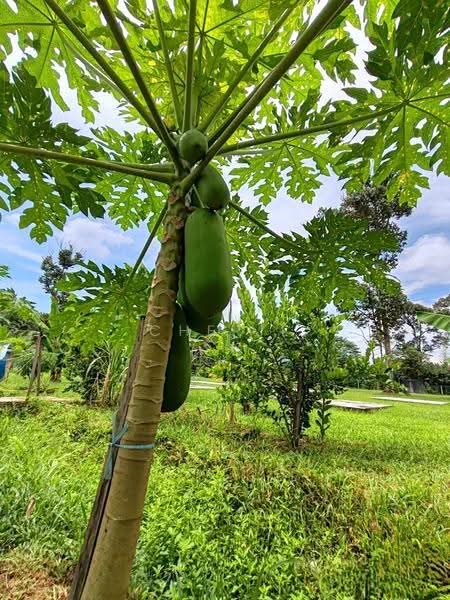 Agricultural Land for Sale in Bidor (Perak) - Cherie Chong - PropertyGuru.com.my