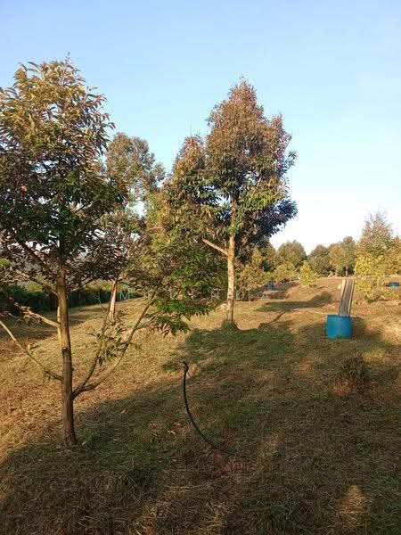 Agricultural Land for Sale in Kampung Padang Manggis (Pekan) - Melinda Goh - Garden - PropertyGuru.com.my