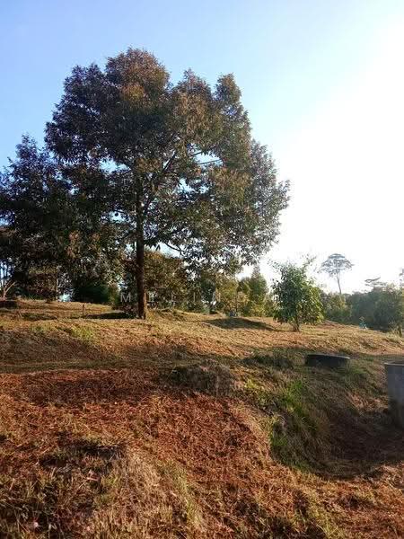 Agricultural Land for Sale in Kampung Padang Manggis (Pekan) - Melinda Goh - Garden - PropertyGuru.com.my